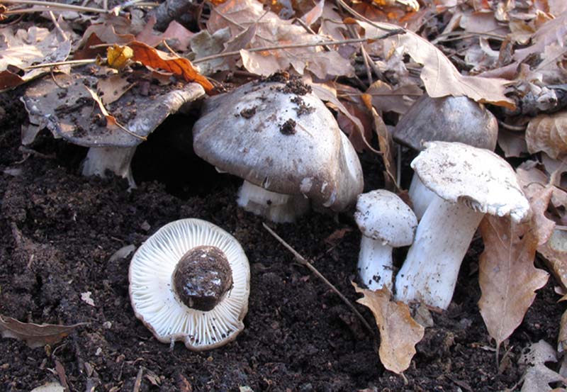 Hygrophorus marzuolus  -  Il 