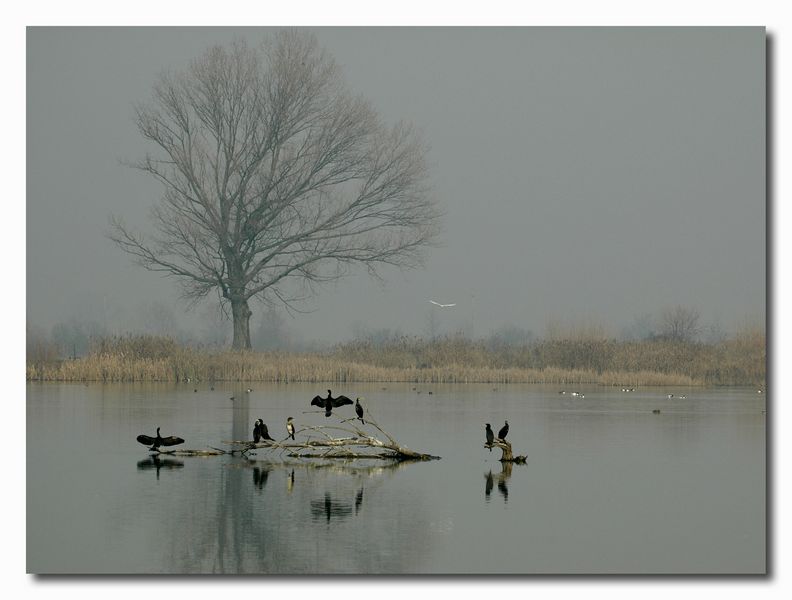 Cormorani - Phalacrocorax carbo