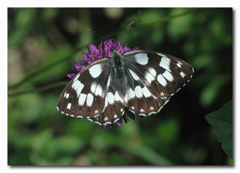 Melanargia galathea