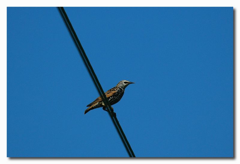 storno - Sturnus vulgaris