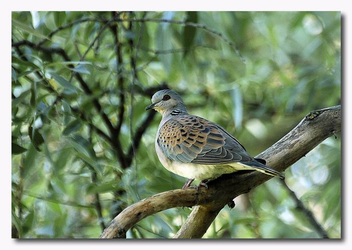 Tortora - Streptopelia turtur