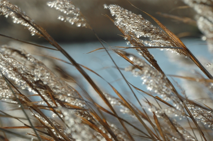 Argento d''autunno