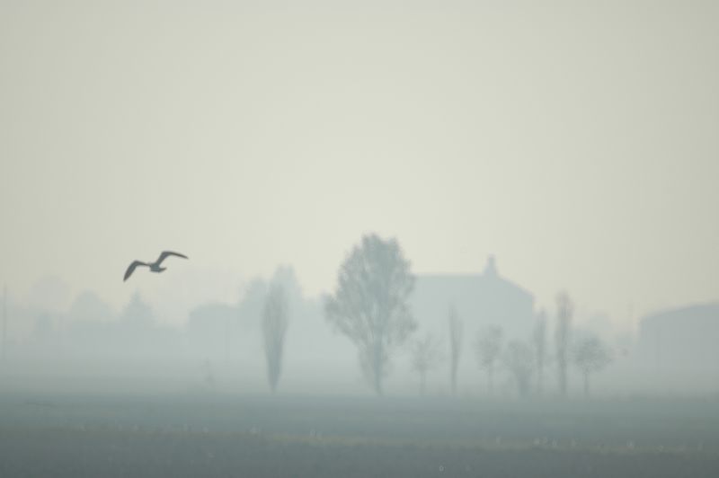 Argento d''autunno