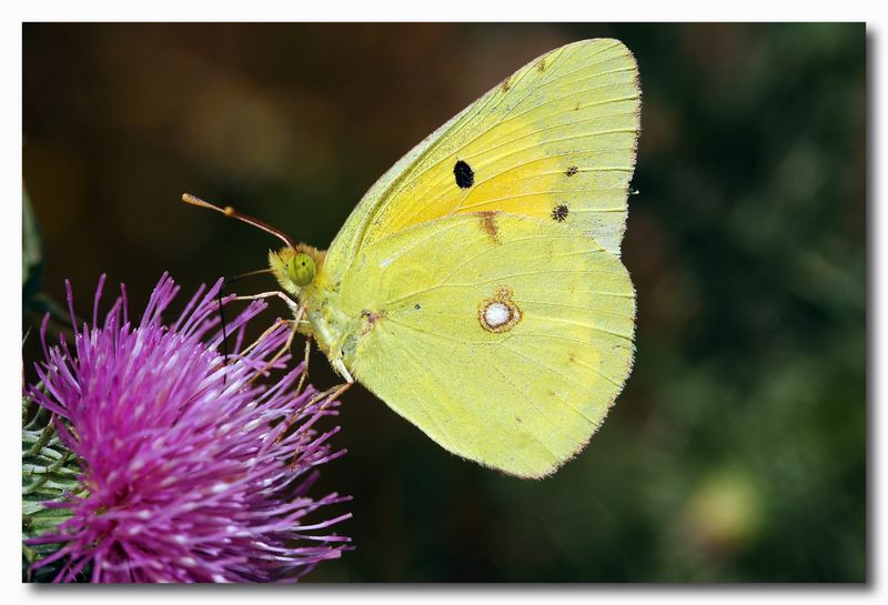 Argynnis paphia e Colias crocea