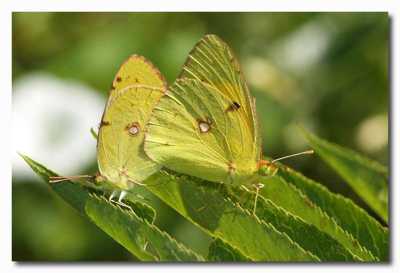 Argynnis paphia e Colias crocea