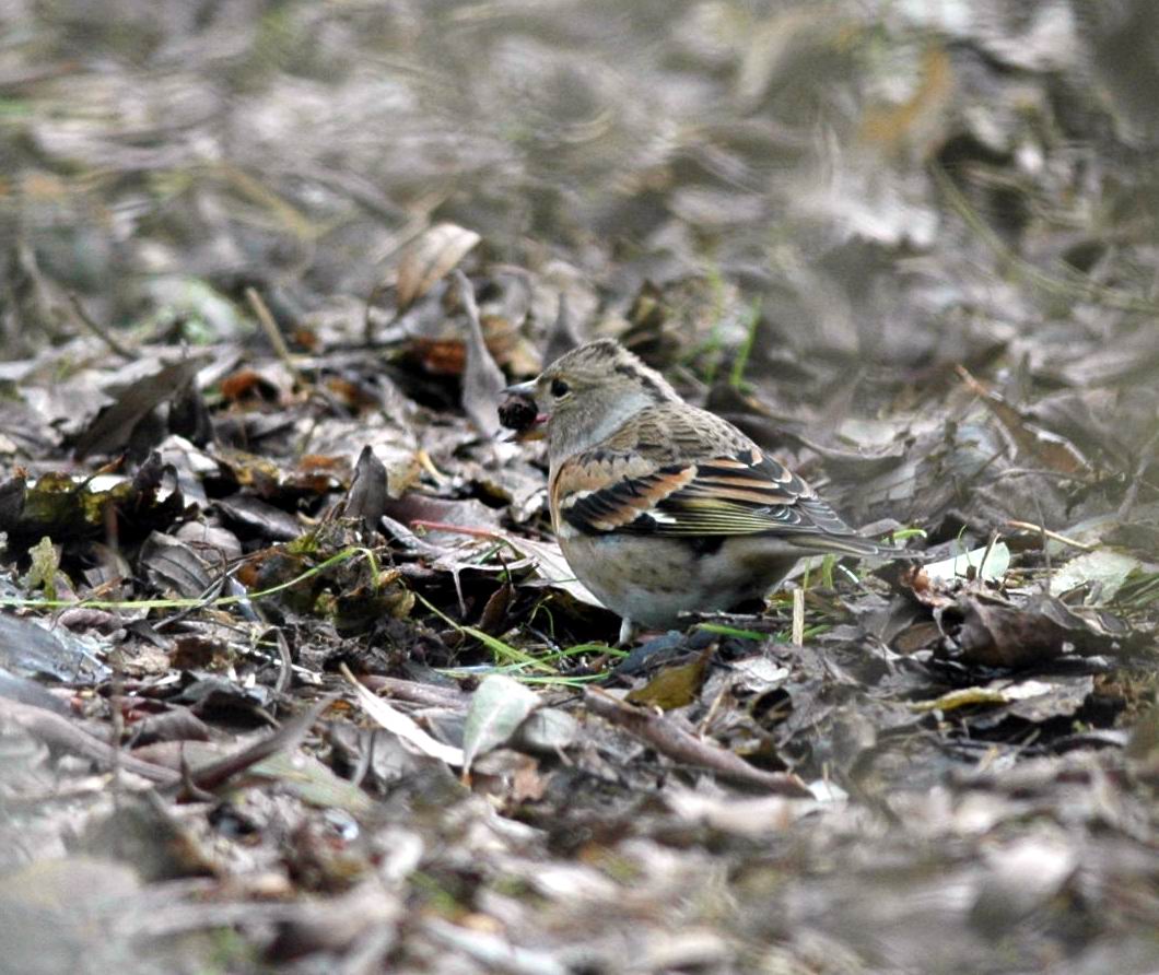 Fringuello maschio (Fringilla coelebs)