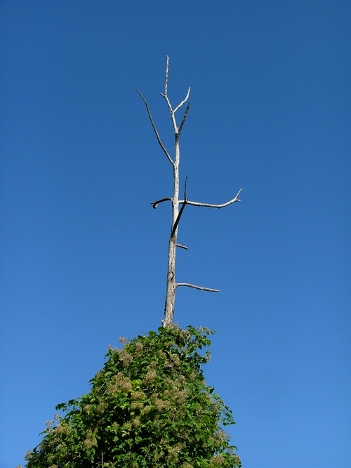 Tronchi