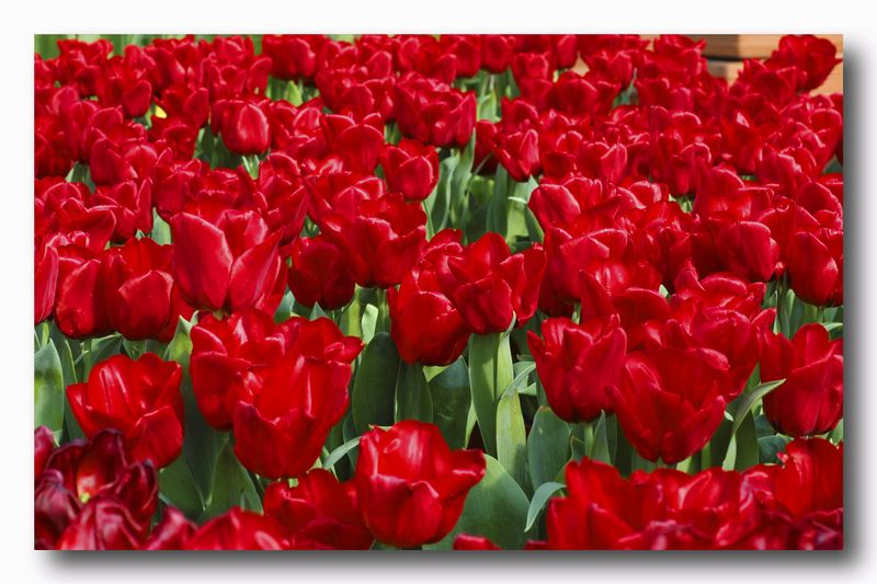 Rosso d''autunno