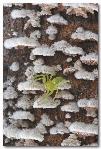 Micrommata sp. (M. virescens immaturo?)