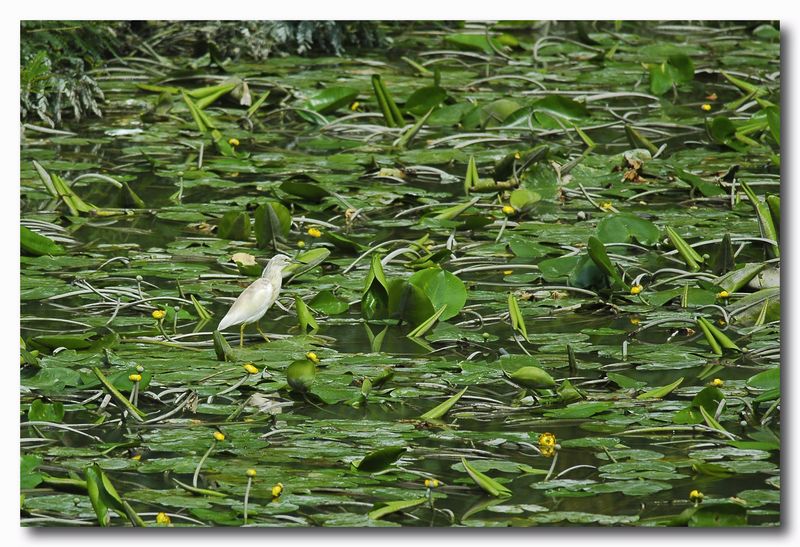 Sgarza ciuffetto - Ardeola ralloides