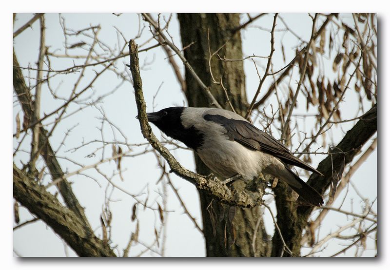 Cornacchia grigia - Corvus corone cornix