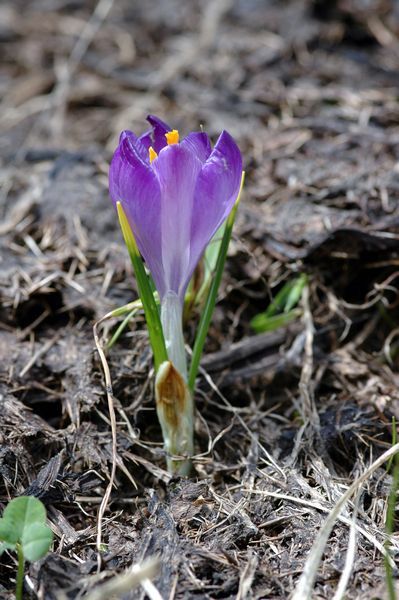 Il colore viola