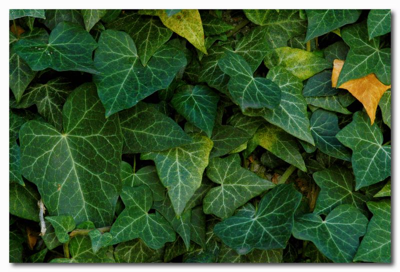 Hedera helix / Edera
