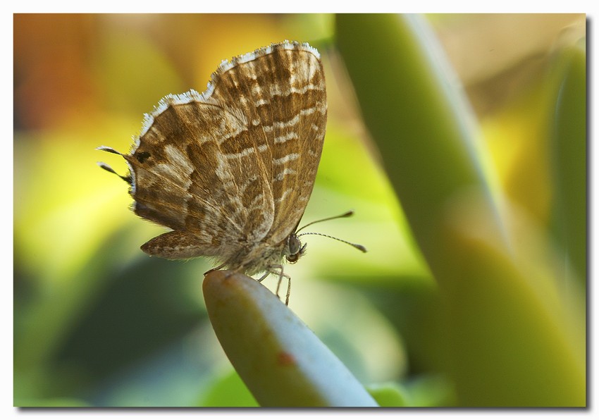 Cacyreus marshalli in trasferta e Aricia eumedon