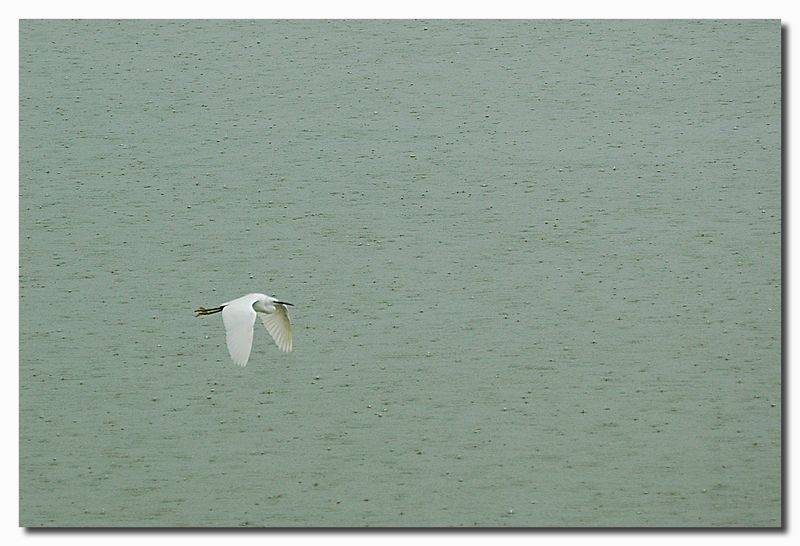 Garzette - Egretta garzetta