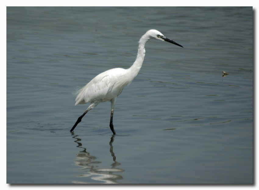 Garzette - Egretta garzetta