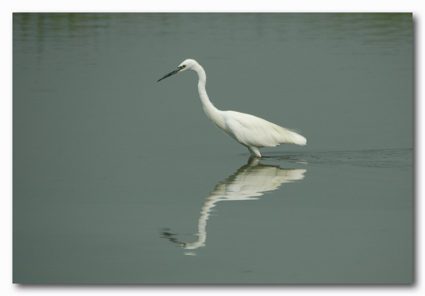 Garzette - Egretta garzetta