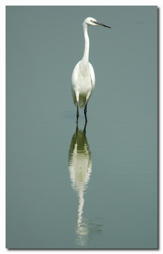 Garzette - Egretta garzetta