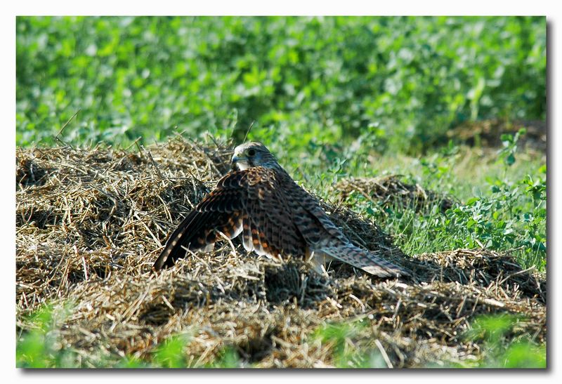 Gheppio - Falco tinnunculus