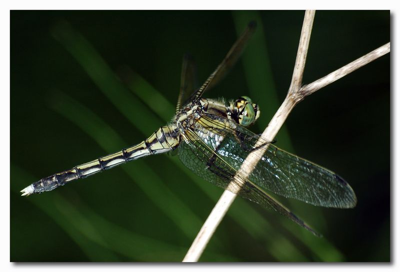 Orthetrum albistylum