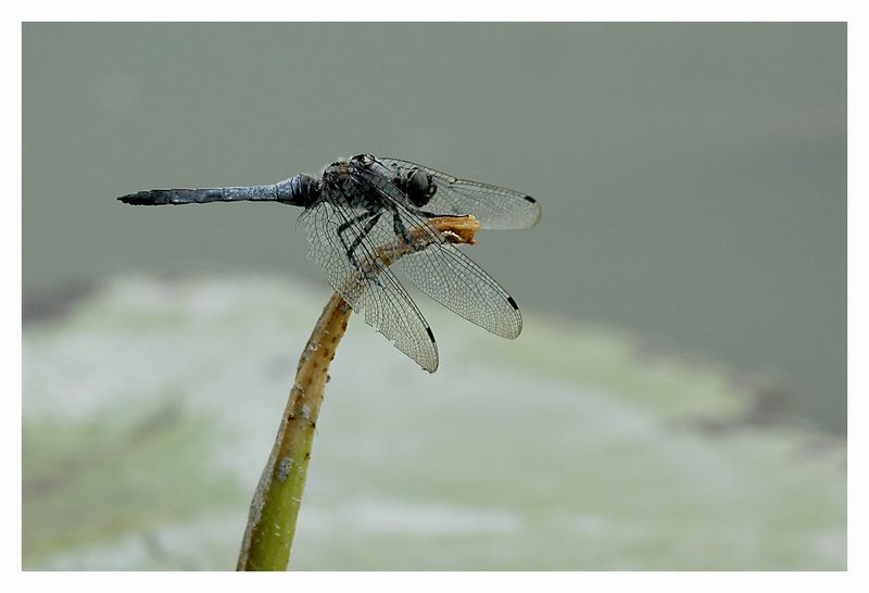 Orthetrum cancellatum