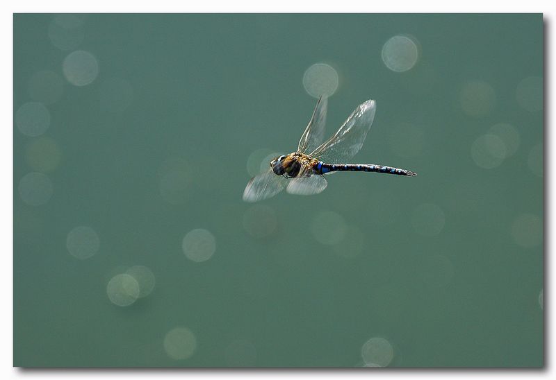 Libellula Aeshna caerulea