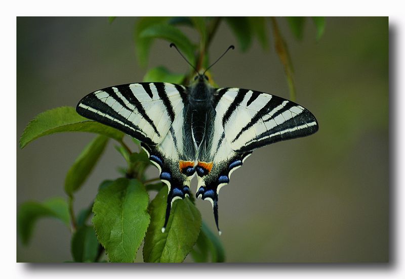 podalirio - Iphiclides podalirius