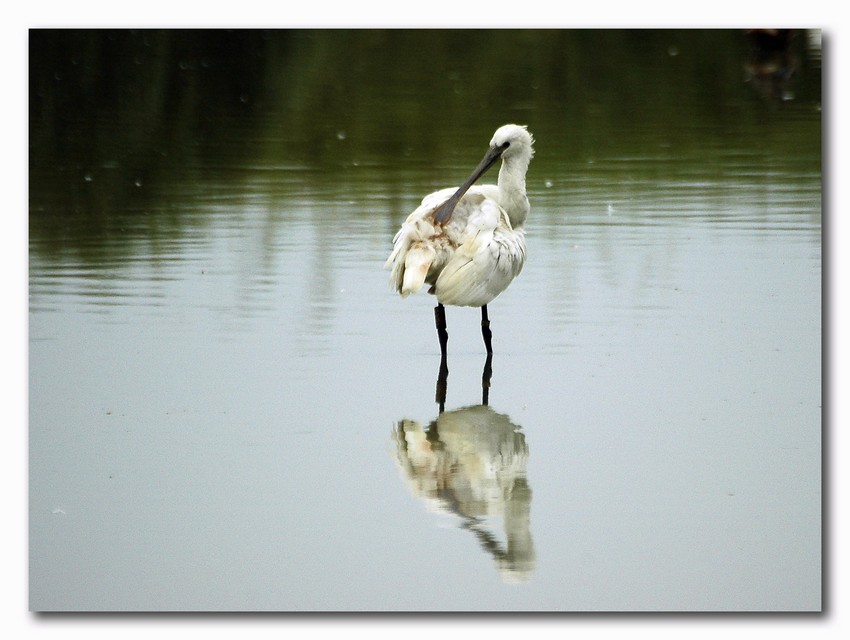 Spatola - Platalea leucorodia