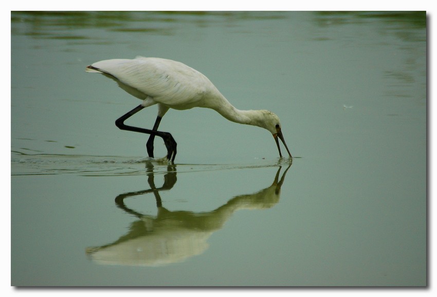Spatola - Platalea leucorodia