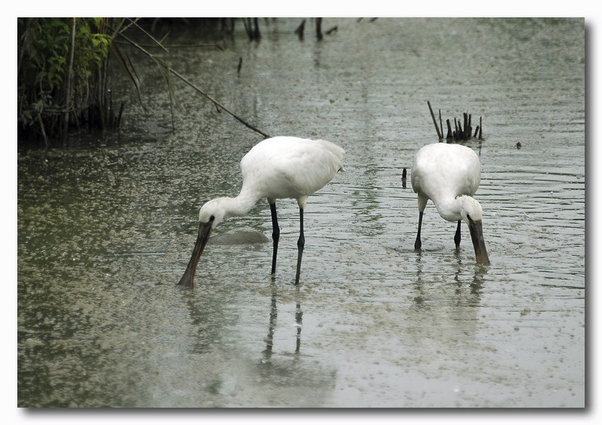 Spatola - Platalea leucorodia