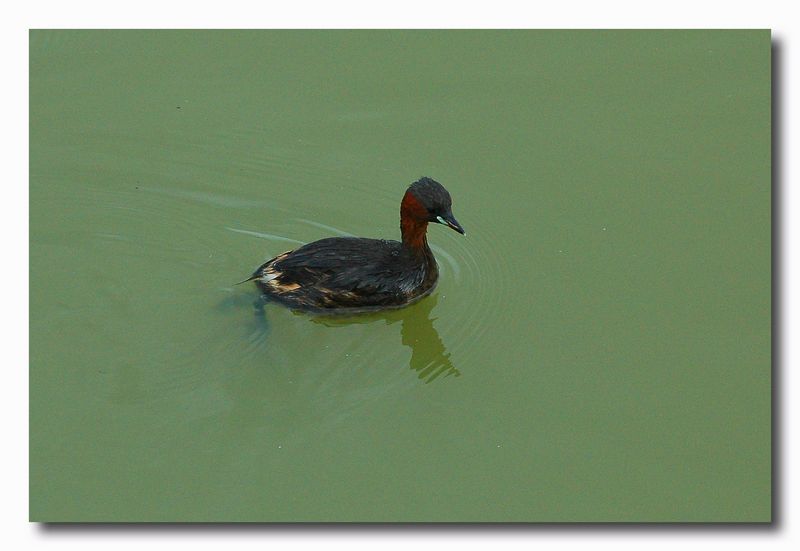 tuffetto - Trachybaptus ruficoIlis