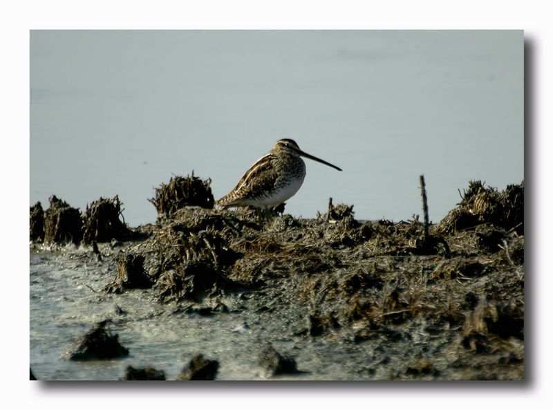 Beccaccino - Gallinago gallinago