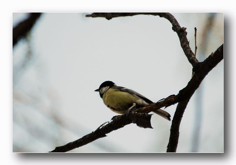 cinciallegra - parus major