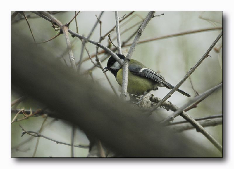 cinciallegra - parus major
