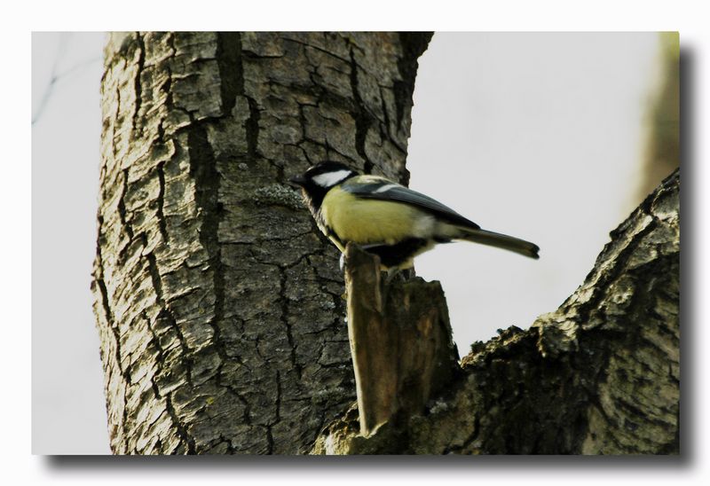 cinciallegra - parus major