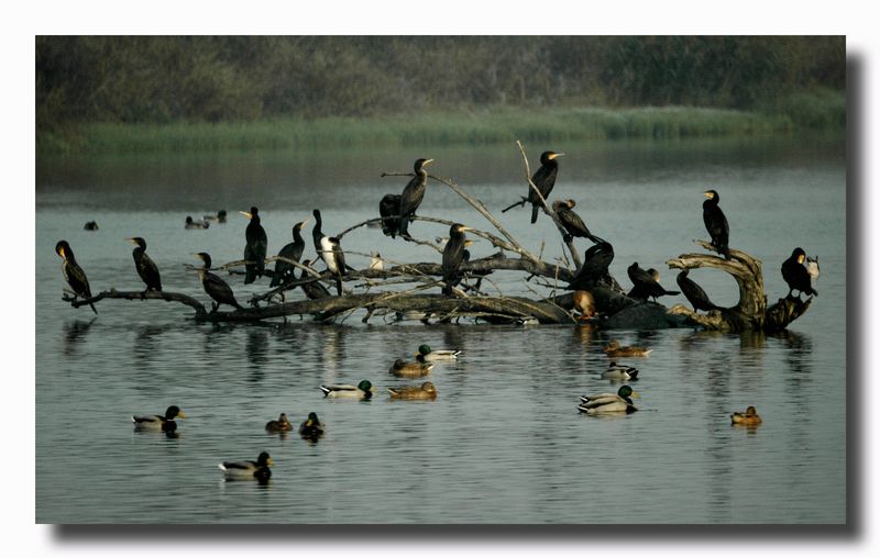 Cormorani - Phalacrocorax carbo