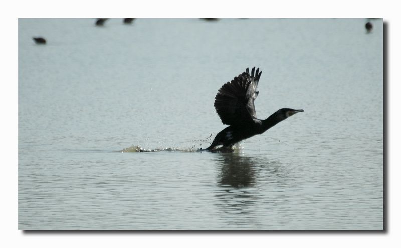 Cormorani - Phalacrocorax carbo