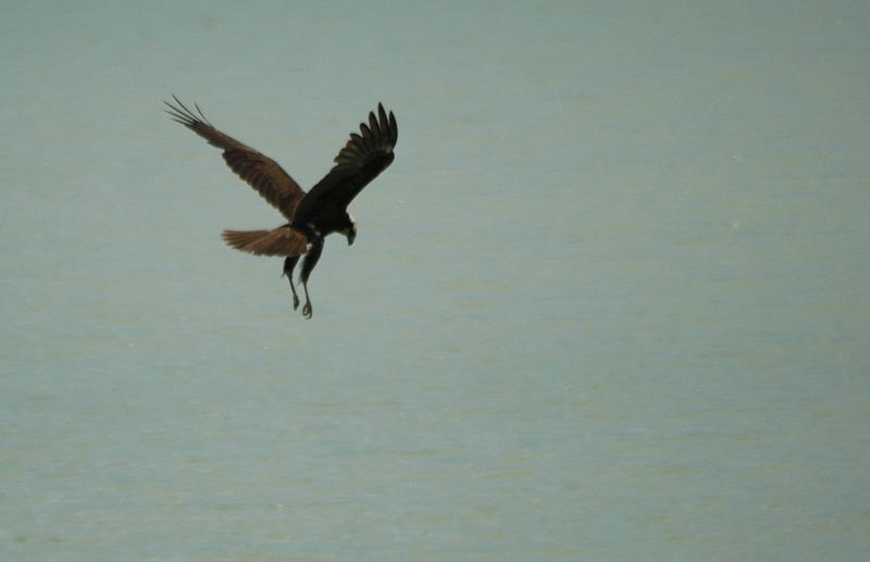 Falco di palude - Circus aruginosus