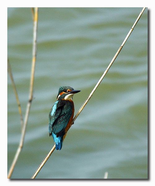 Renzo-Martin pescatore