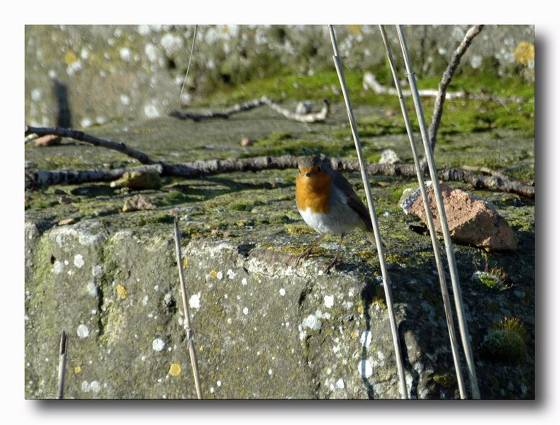 Pettirosso - Erithacus rubecula