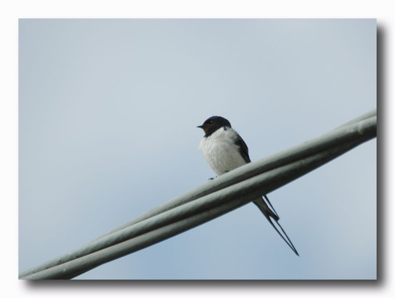 Rondine - Hirundo Rustica & Balestruccio - Delichon urbica