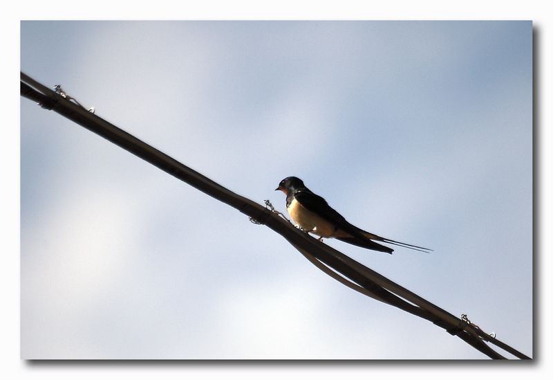 Rondine - Hirundo Rustica & Balestruccio - Delichon urbica