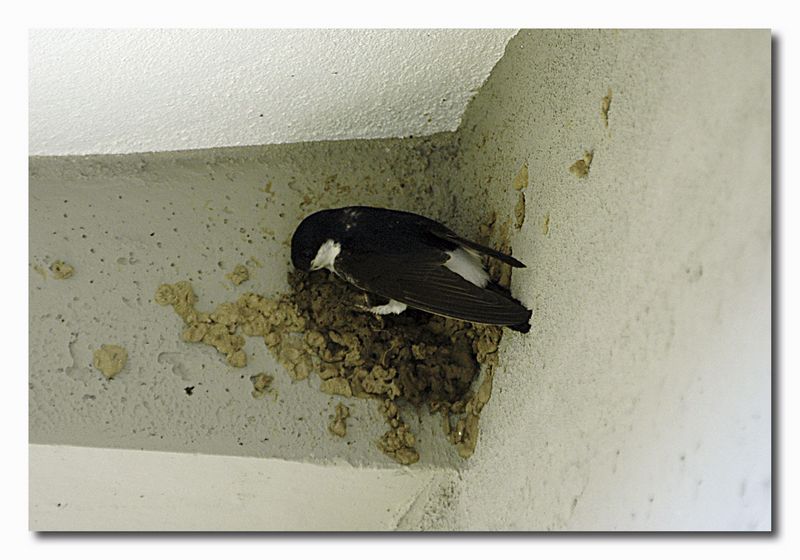 Rondine - Hirundo Rustica & Balestruccio - Delichon urbica