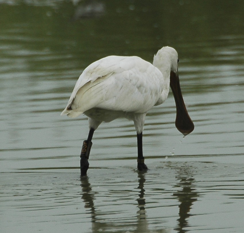 Spatola - Platalea leucorodia