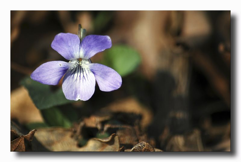 Il colore viola