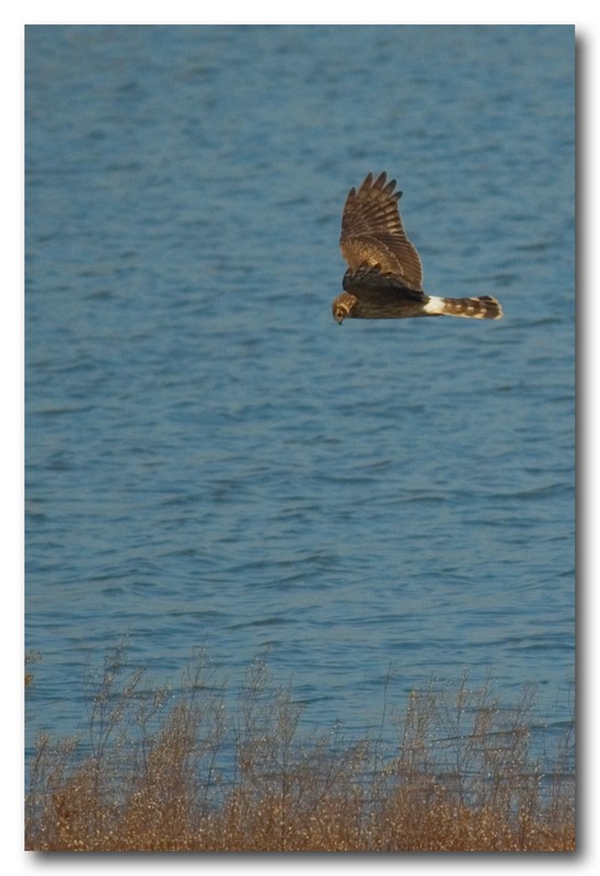 Albanella reale - Circus cyaneus