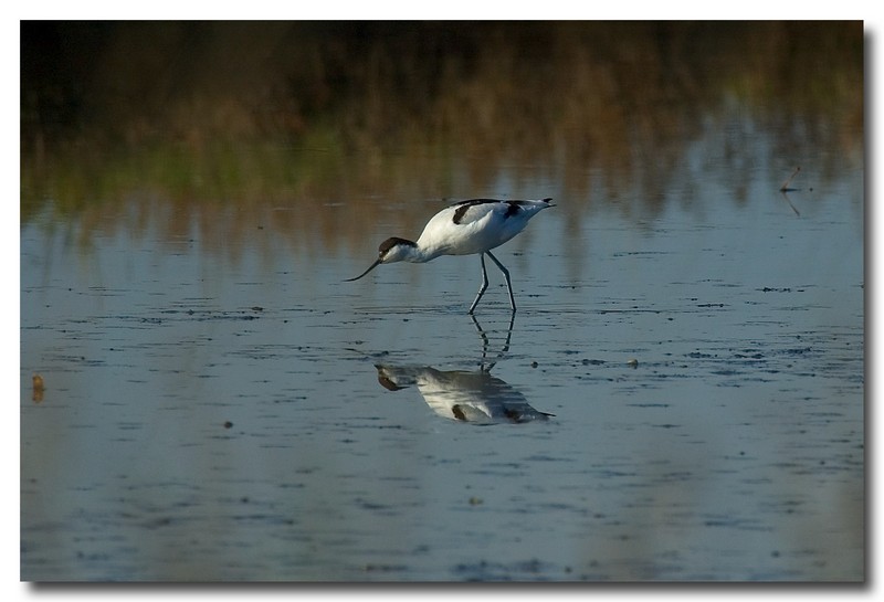 Avocette - Recurvirostra avosetta