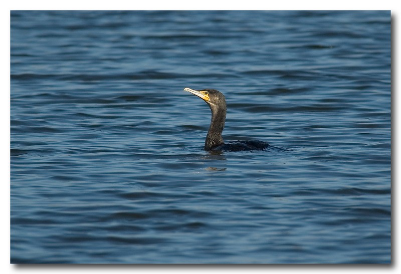 Cormorani - Phalacrocorax carbo