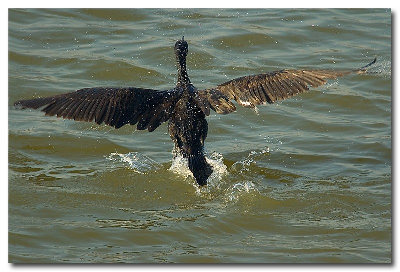 Cormorani - Phalacrocorax carbo