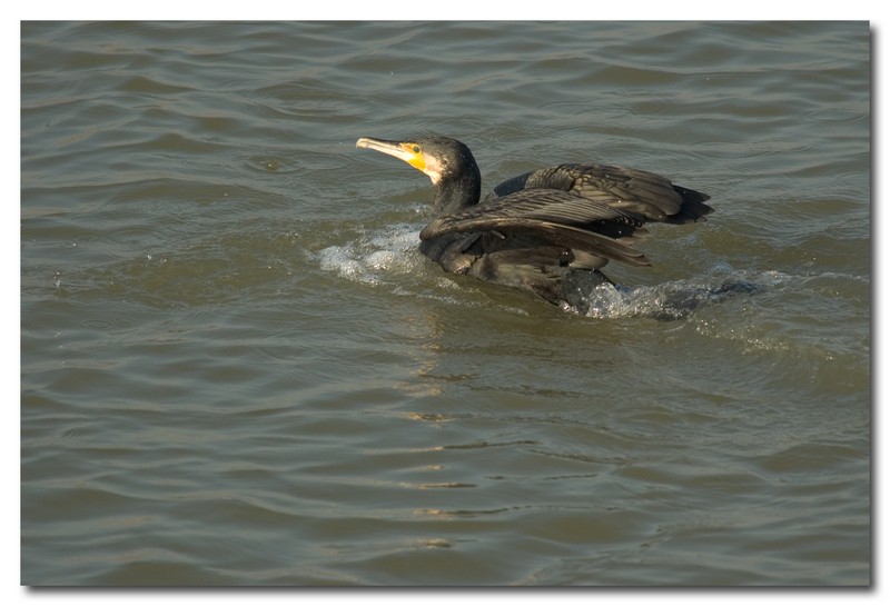 Cormorani - Phalacrocorax carbo